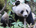 啥？国宝大熊猫也来凑兰花节的热闹！？（内附视频）