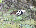 黄龙高山兰花节期间发现野生大熊猫 熊猫也来赶“兰花”