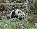 黄龙自然保护区第7次发现野生大熊猫