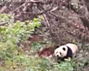阿坝黄龙:首次近距离拍到野生大熊猫 