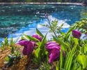 惊艳！黄龙的高山兰花开了，漫步人间瑶池，嗨翻18℃的夏天！