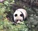 四川黄龙首次近距离实地拍到大熊猫